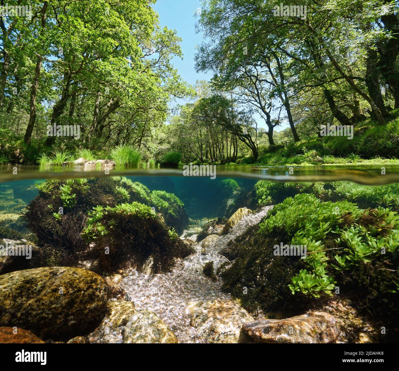 Fluss mit grüner Vegetation, Split-Level-Ansicht über und unter der Wasseroberfläche, Spanien, Galicien, Provinz Pontevedra, Rio Verdugo Stockfoto