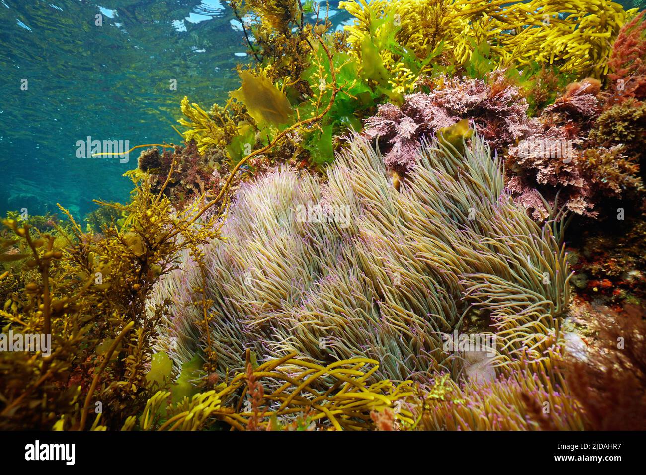 Schlangenschnecke Seeanemonen im Ozean, Anemonia viridis, mit verschiedenen Algen unter Wasser, Ostatlantik, Spanien, Galizien Stockfoto