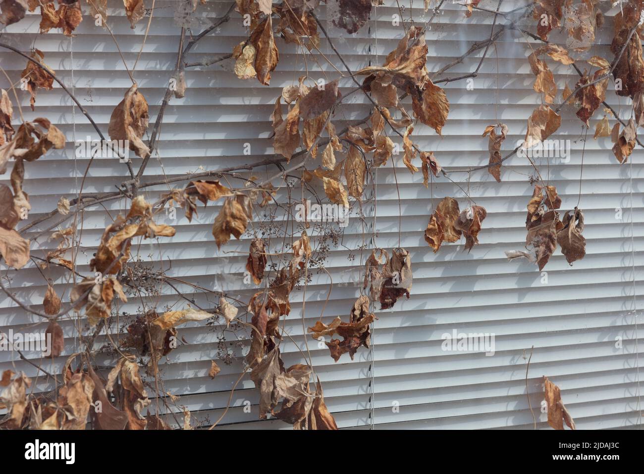 Braune, tote Blätter zwischen einer Fensterscheibe und einem venezianischen Jalousie, einem verlassenen Gebäude. Stockfoto