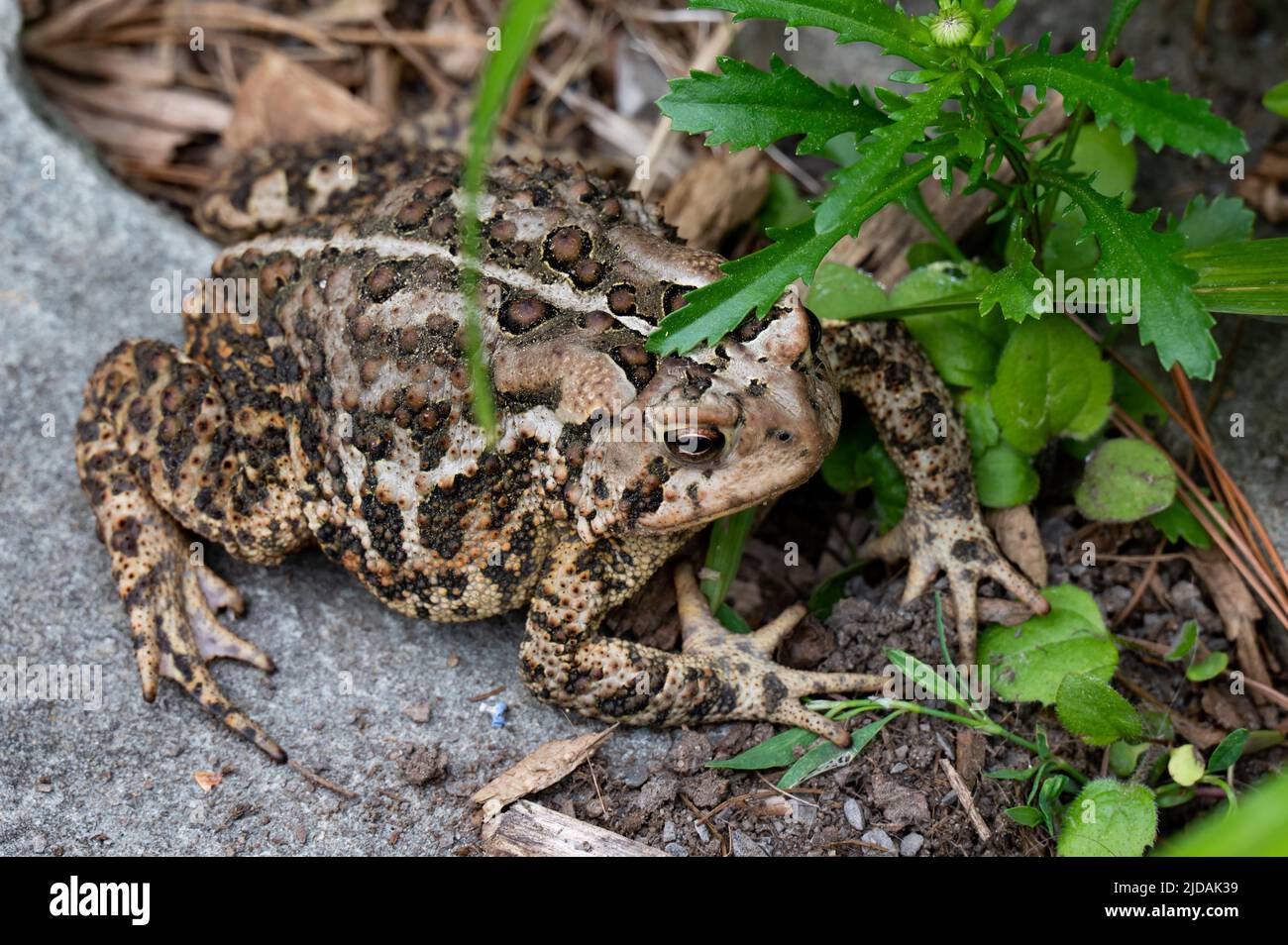 Eine ostamerikanische Kröte, Anaxyrus americanus, sitzt auf einem Felsen neben einem Garten in den Adirondack Mountains, NY USA Stockfoto