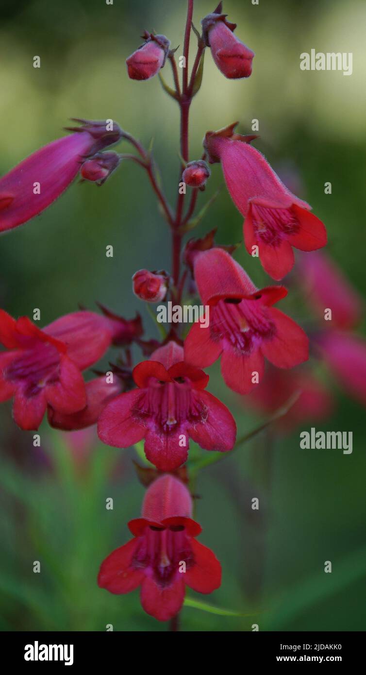 Penstemon 'Garnet', eine vollwinterliche Staude, hat große Haufen kleiner glockenförmiger Blüten, die auf dunklen drahtigen Stielen oberhalb von semi-immergrünen fol gehalten werden Stockfoto