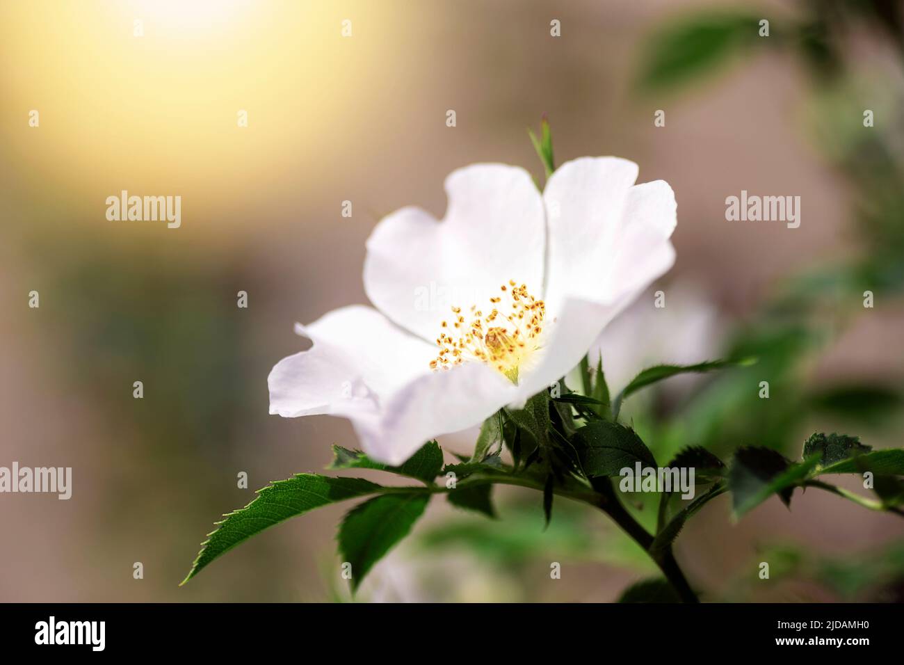 Weiße Blume stieg Hüften im Sonnenlicht, Nahaufnahme. Stockfoto