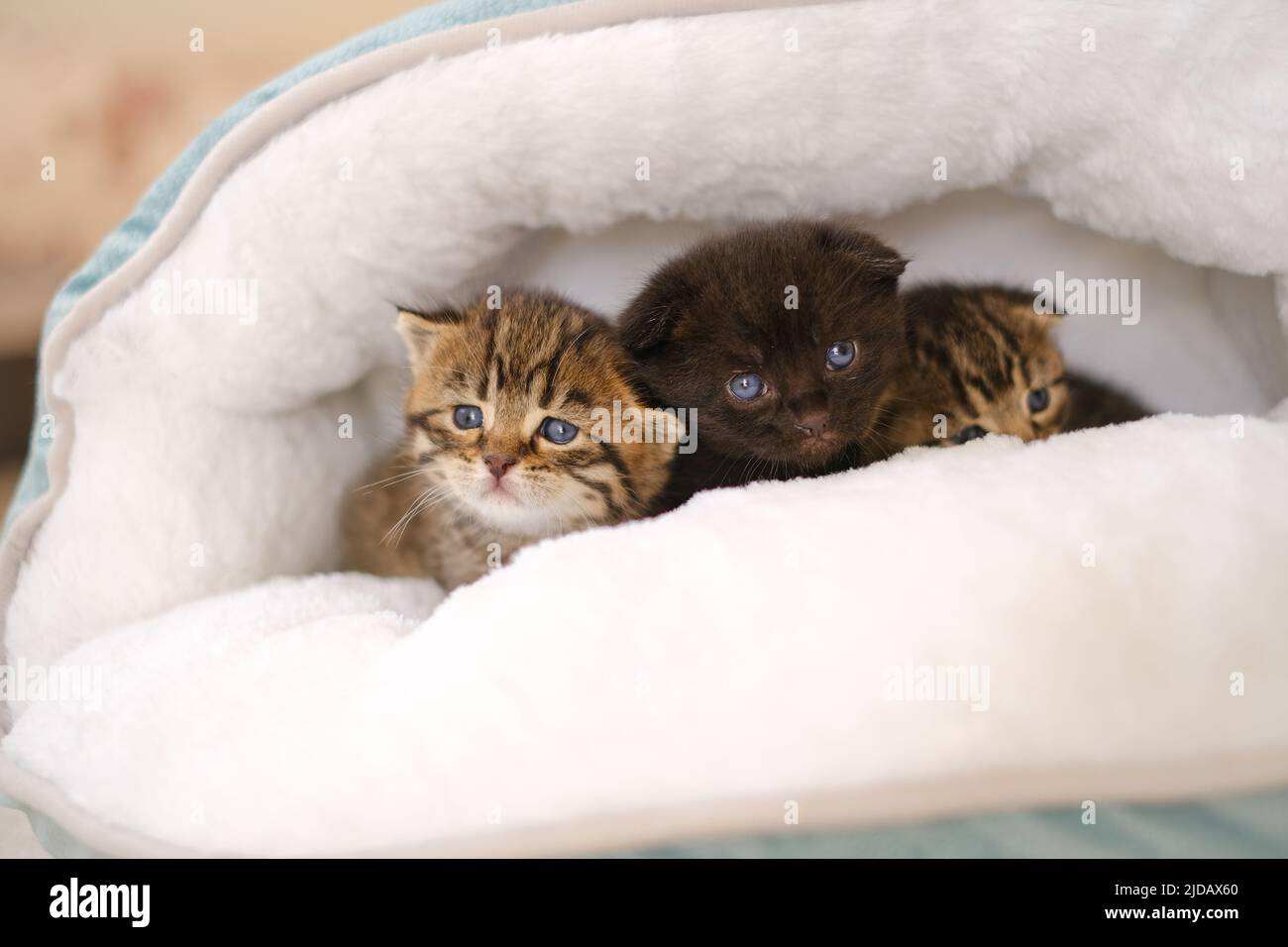 Drei kleine Kätzchen in einem flauschigen weißen Haus auf einem verschwommenen Raumhintergrund.Schwarze und zwei gestromte schottische Kätzchen in einem Bett.Accessoires für Katzen.Haustiere Stockfoto