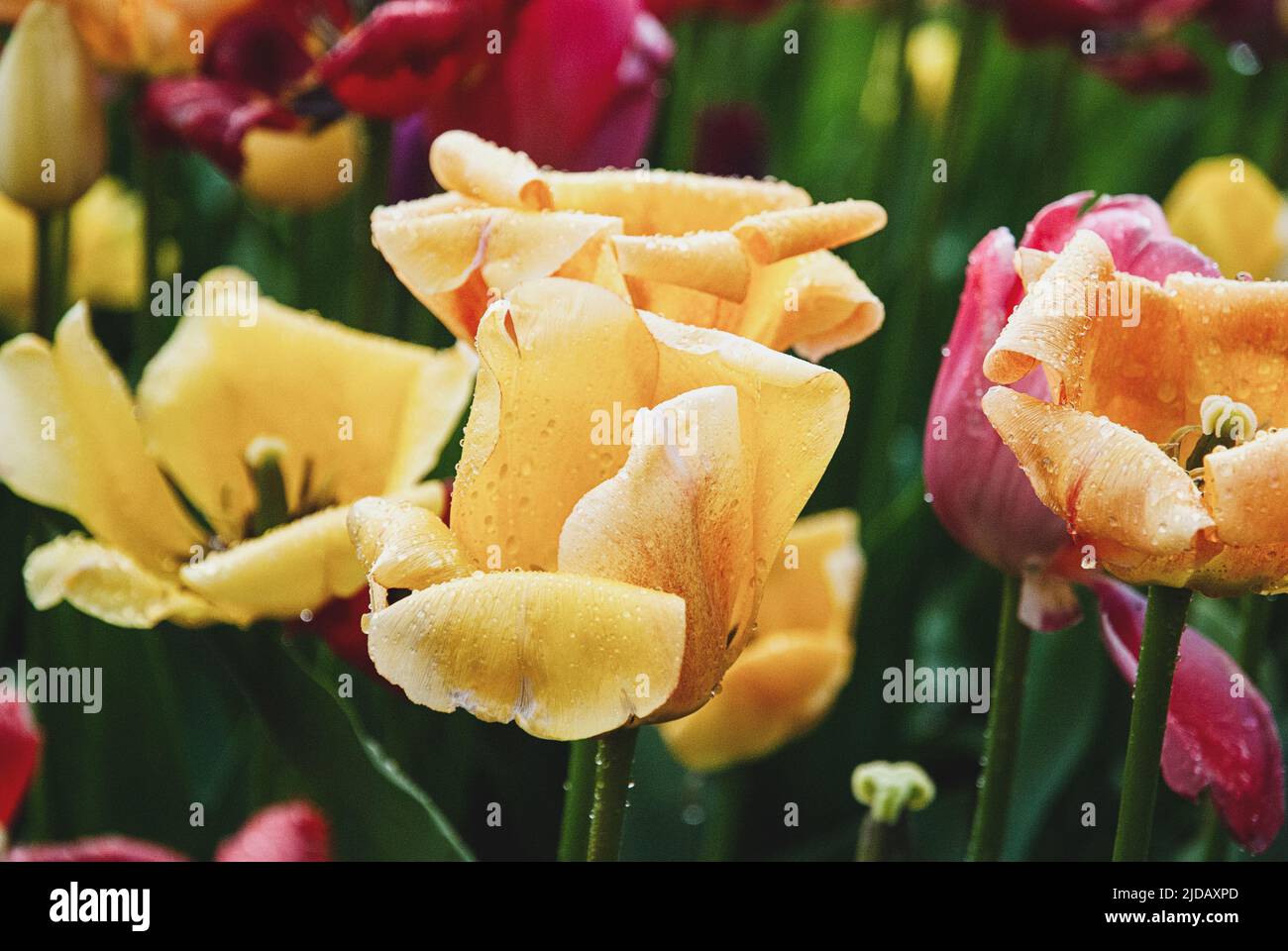 Tulpen nass nach Regen, April-Duschen bringen Mai-Blumen Stockfoto