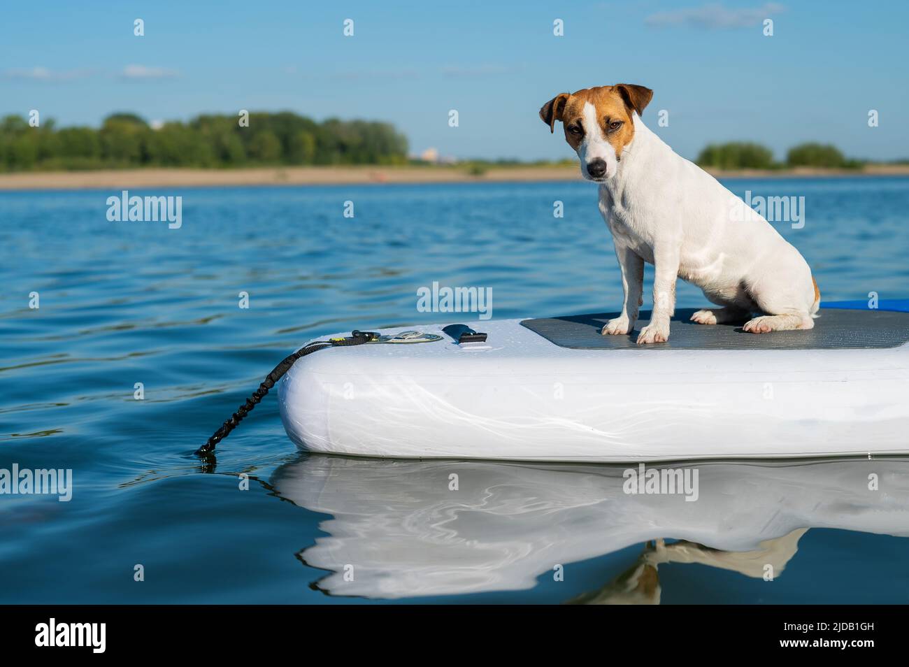 Jack russell Terrier Hund auf einem Brett. Sommersport Stockfoto