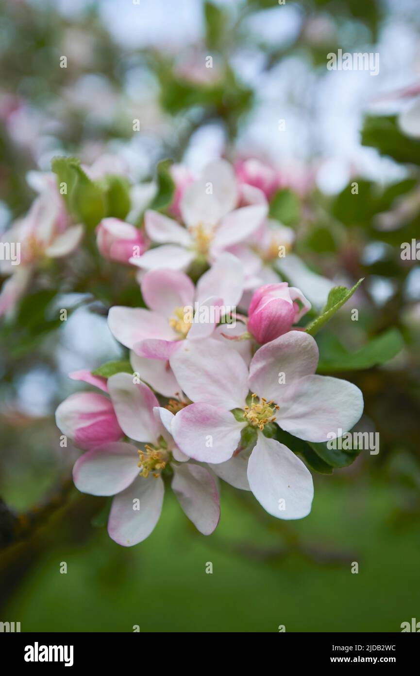 Nahaufnahme zarter Blütenblüten auf einem heimischen Apfelbaum (Malus domestica) im Frühjahr; Bayerischer Wald, Bayern, Deutschland Stockfoto