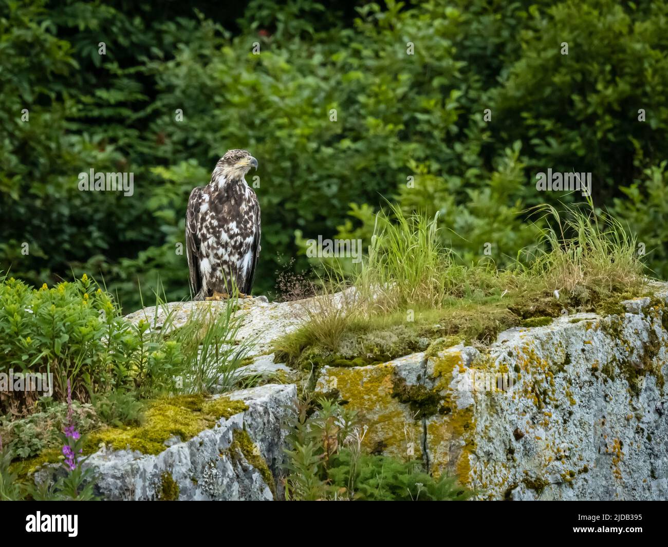 Porträt des unreifen Weißkopfseeadlers (Haliaeetus leucocephalus), der auf einem Felsbrocken in der Kinak Bay thront Stockfoto