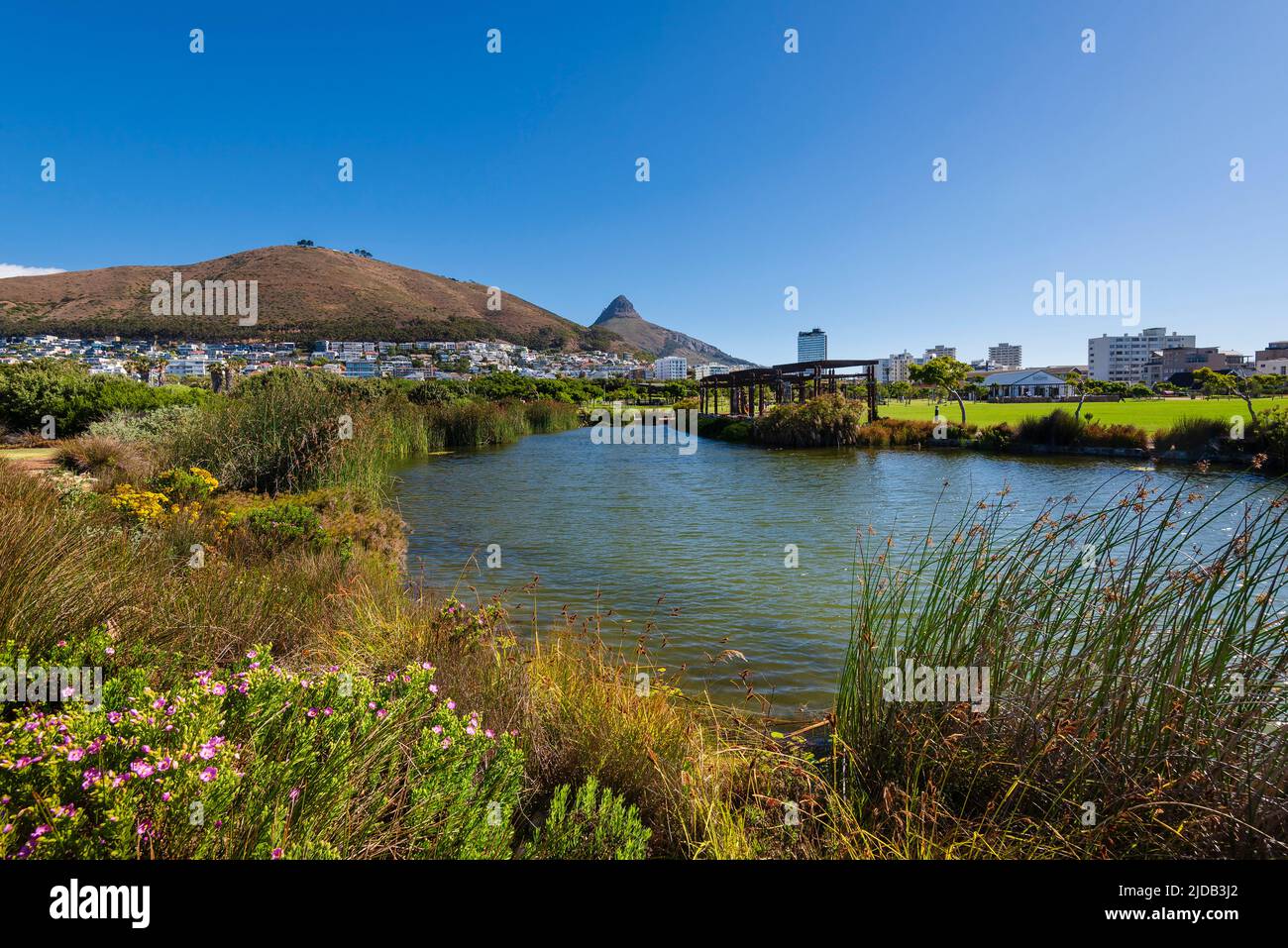 Green Point Park in Kapstadt mit Lion's Head Peak in der Ferne; Green Point, Kapstadt, Südafrika Stockfoto