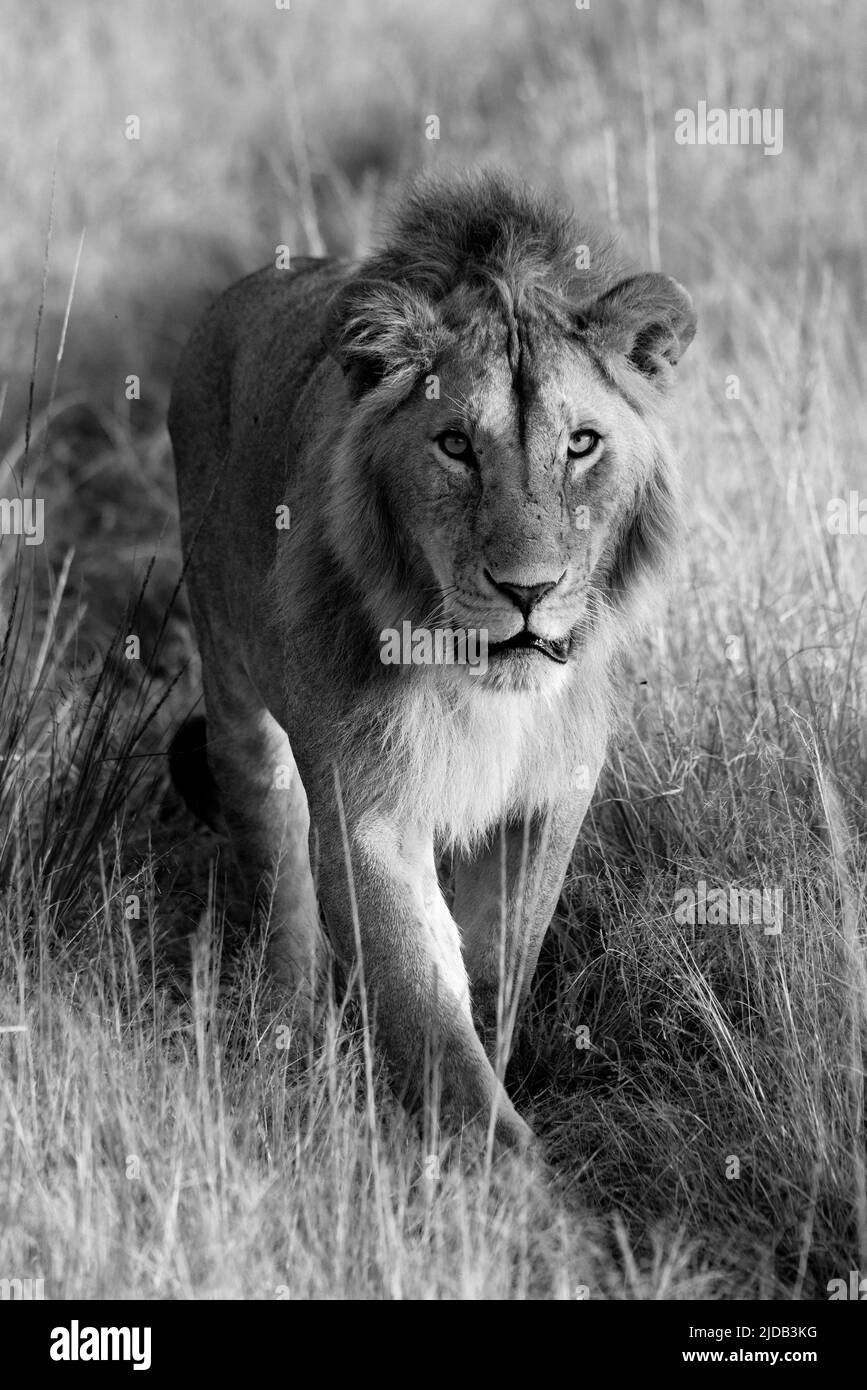 Porträt eines Löwen (Panthera leo), der auf einem grasbewachsenen Pfad in Klein's Camp in Richtung Kamera geht; Serengeti, Tansania Stockfoto