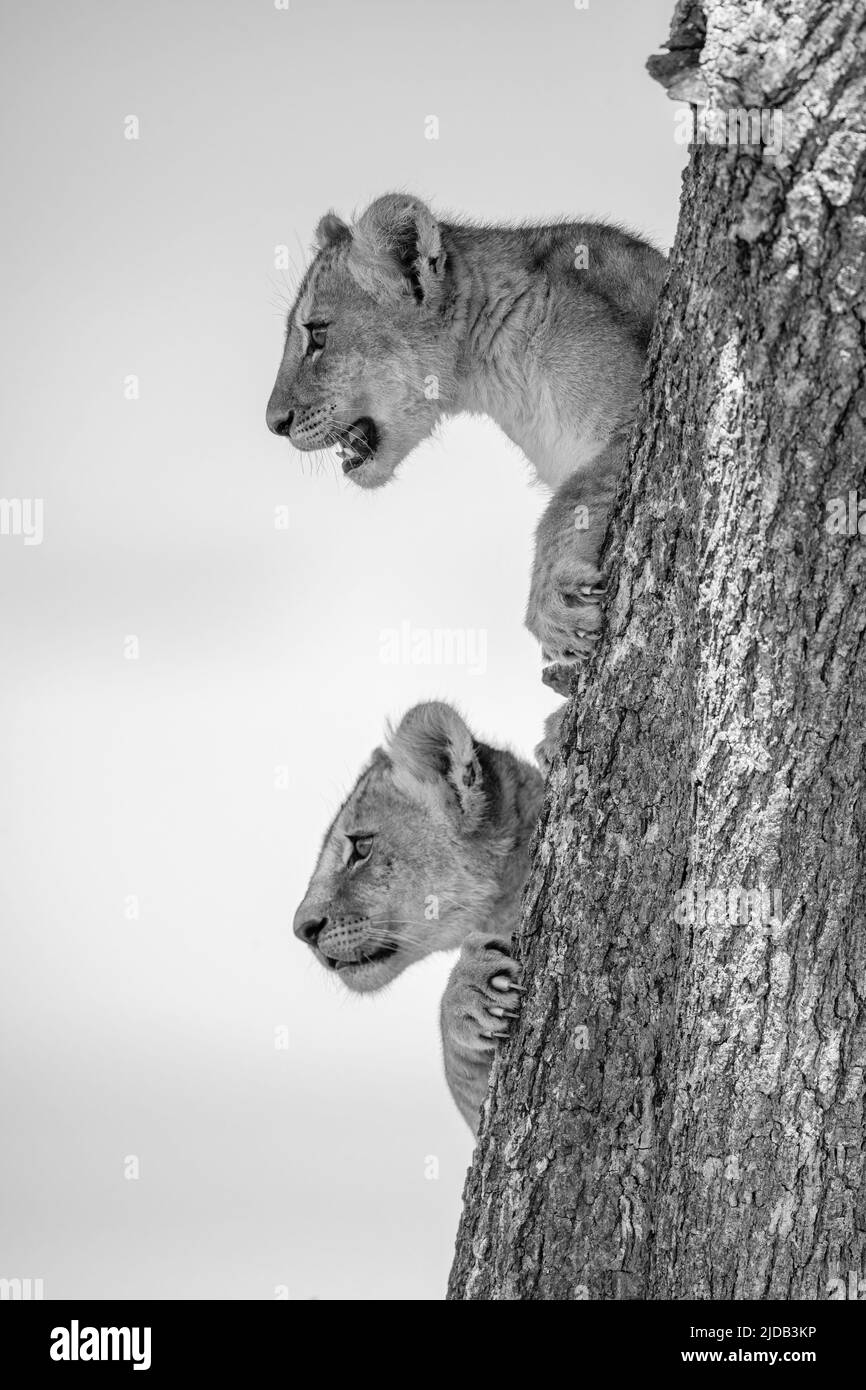 Porträt von zwei Löwenjungen (Panthera leo), die von einem Baum aus schauen; Serengeti, Tansania Stockfoto