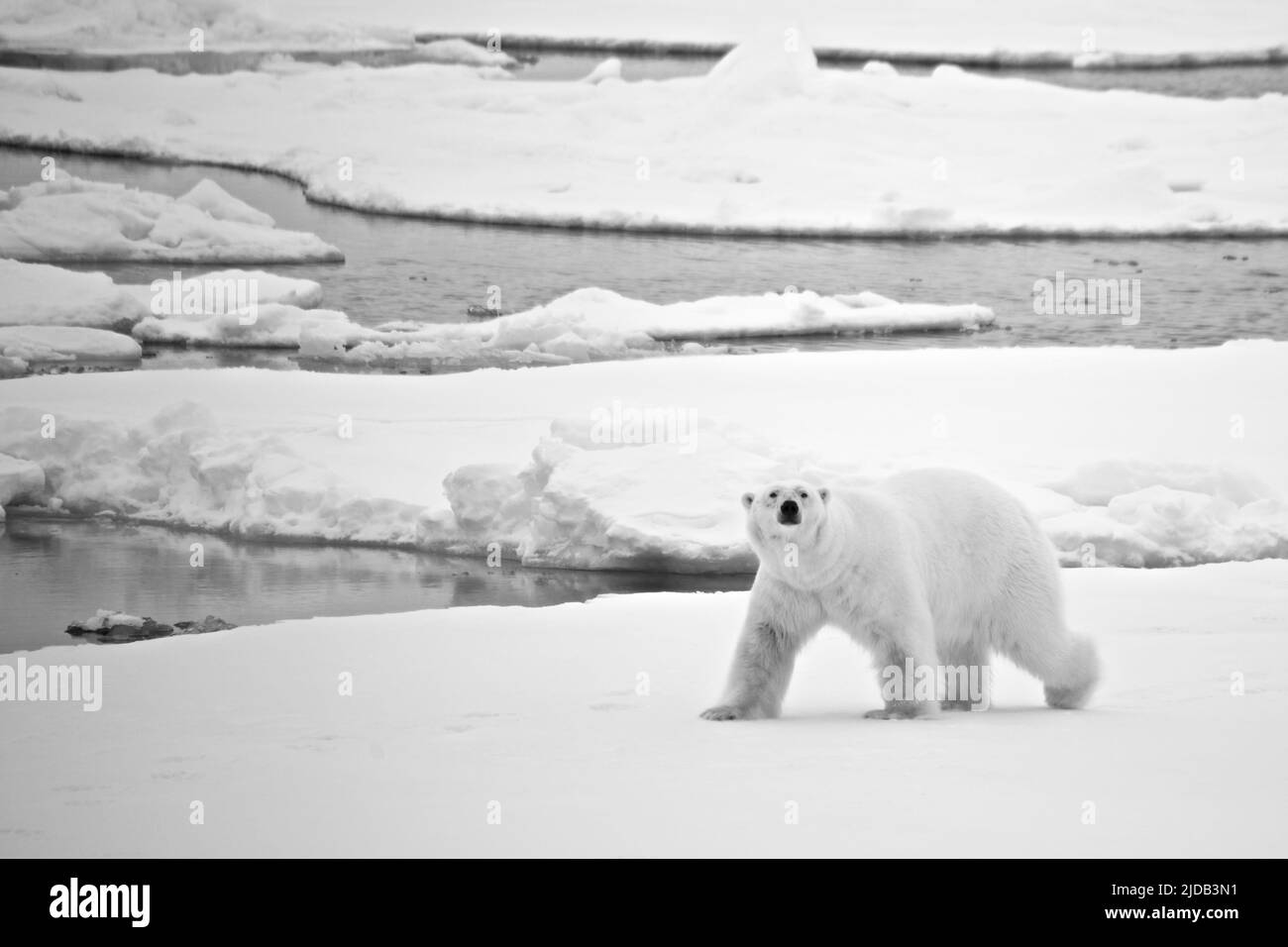 Eisbär (Ursus maritimus) kreuzt Eis in der Arktis; Svalbard, Svalbard und Jan Mayen, Nordnorwegen Stockfoto