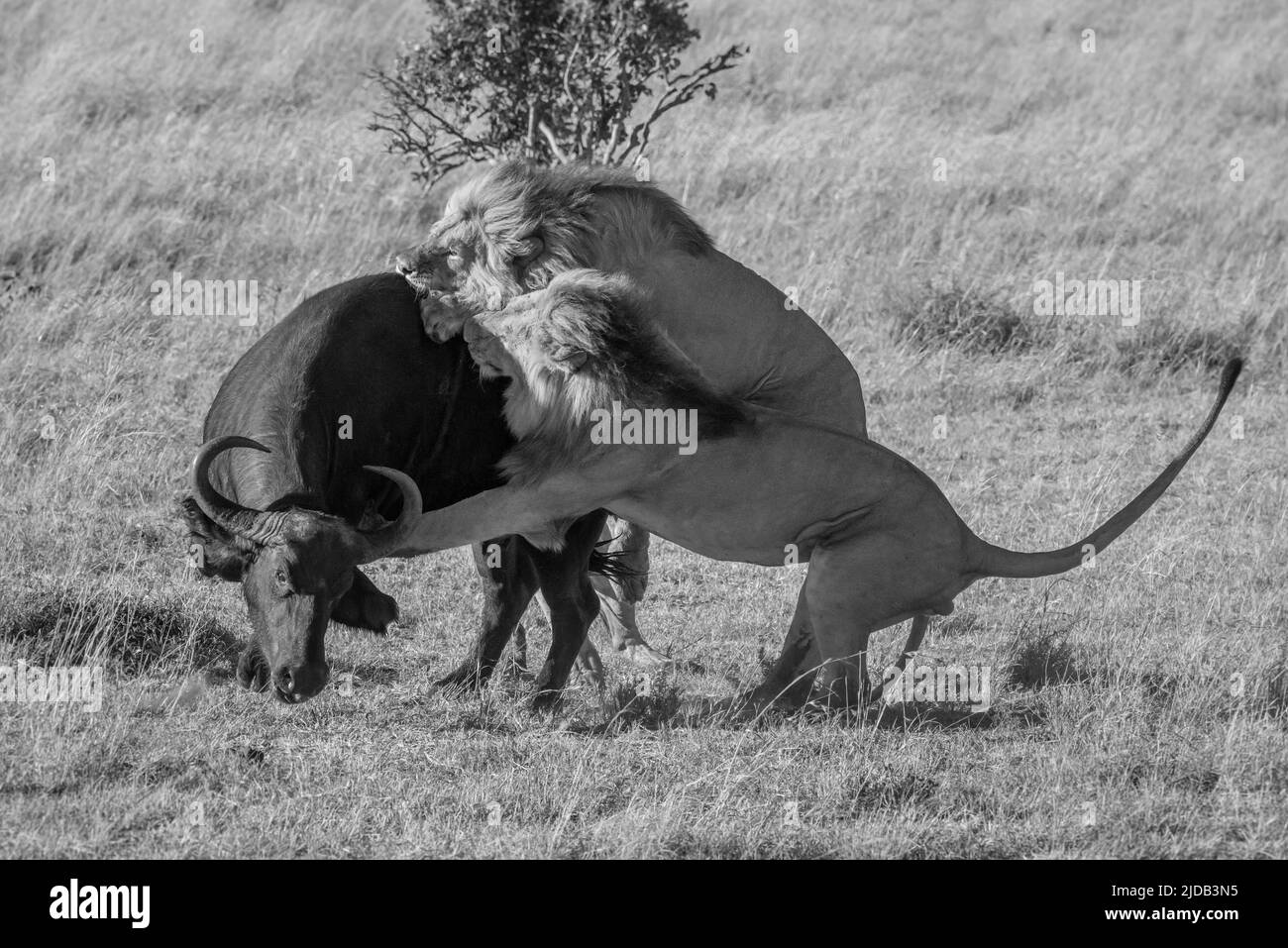 Zwei Löwen (Panthera leo) greifen einen afrikanischen Büffel (Syncerus Caffer) von hinten auf der Savanne in Klein's Camp an; Serengeti, Tansania Stockfoto