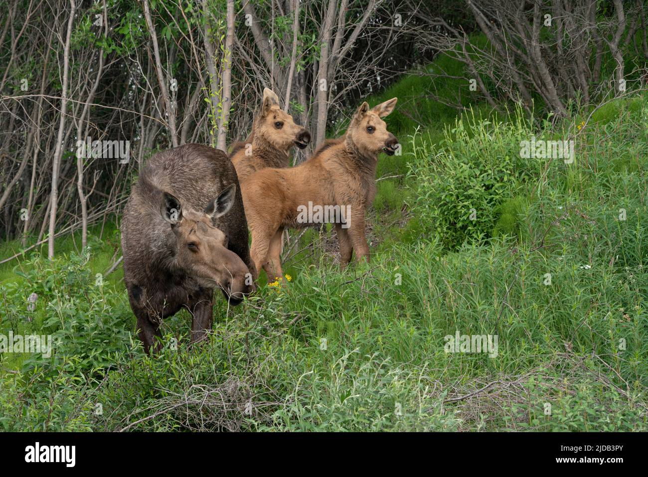 Nahaufnahme einer Elchfamilie (Alces alces) entlang des Dempster Highway; Yukon, Kanada Stockfoto