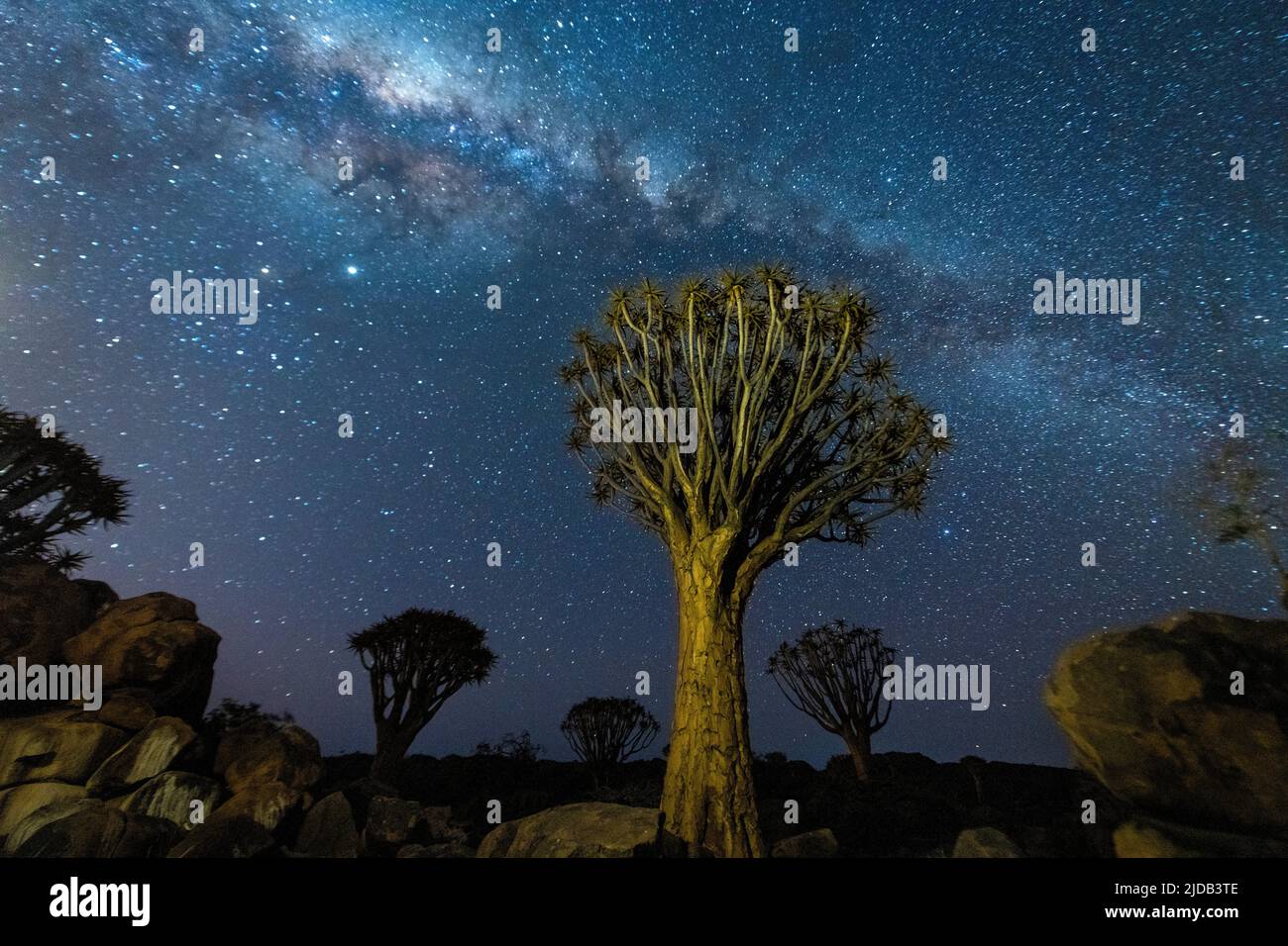 Zitterbäume (Aloidendron dichotomum) und die Milchstraße; Region Kunene, Namibia Stockfoto