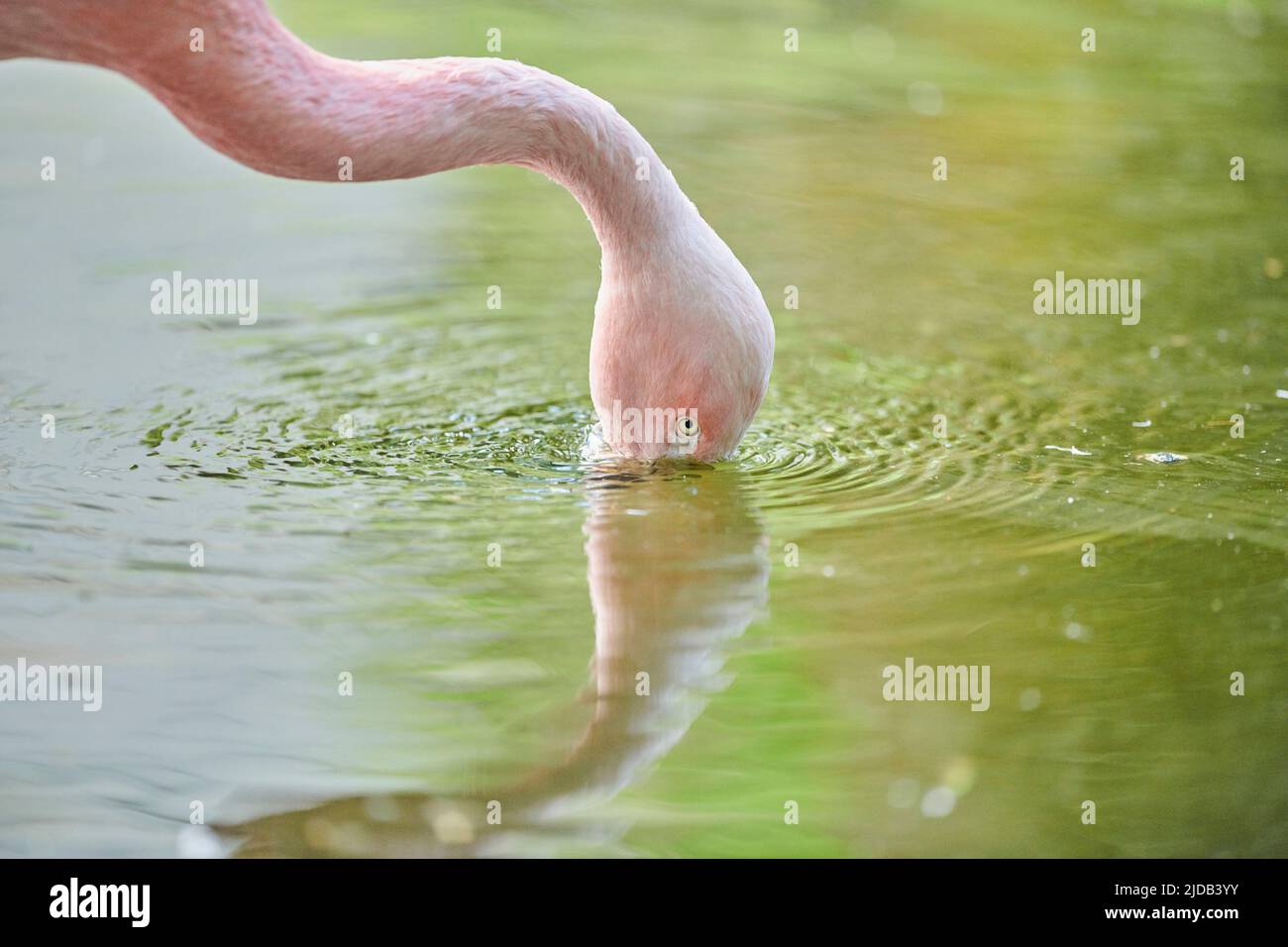 Nahaufnahme eines chilenischen Flamingos (Phoenicopterus chilensis) mit Kopf im Wasser, gefangen; Bayern, Deutschland Stockfoto