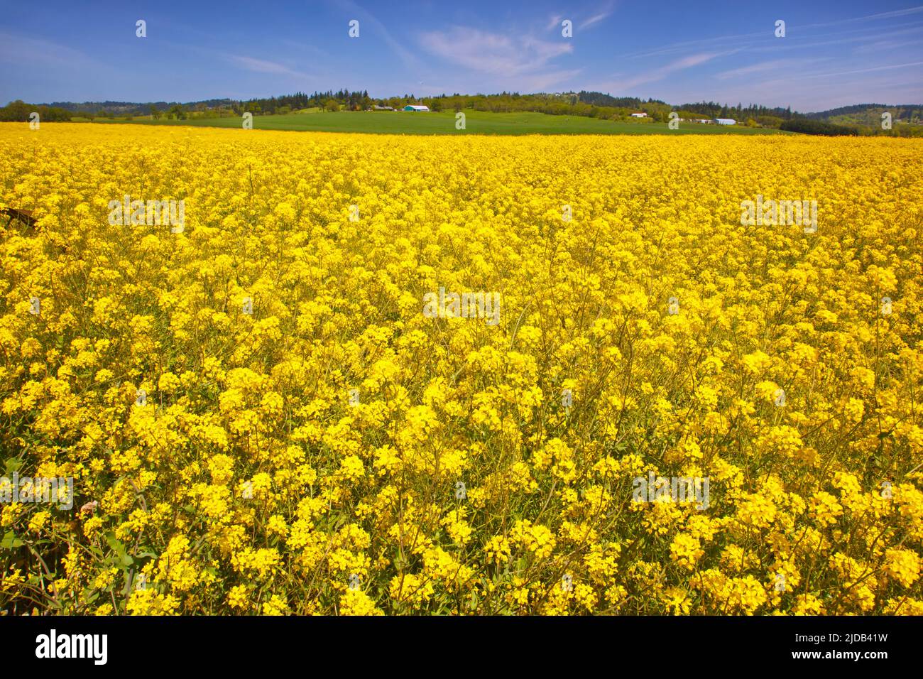 Senffeld blüht im Frühjahr mit leuchtend gelben Blüten, Willamette Valley; Oregon, Vereinigte Staaten von Amerika Stockfoto