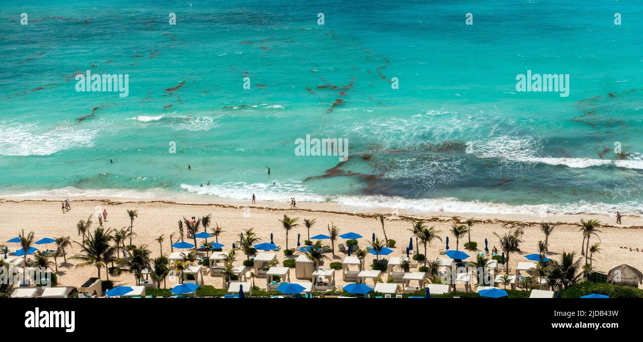 Sargassum am Meer und am Strand in Cancun, Mexiko Stockfoto