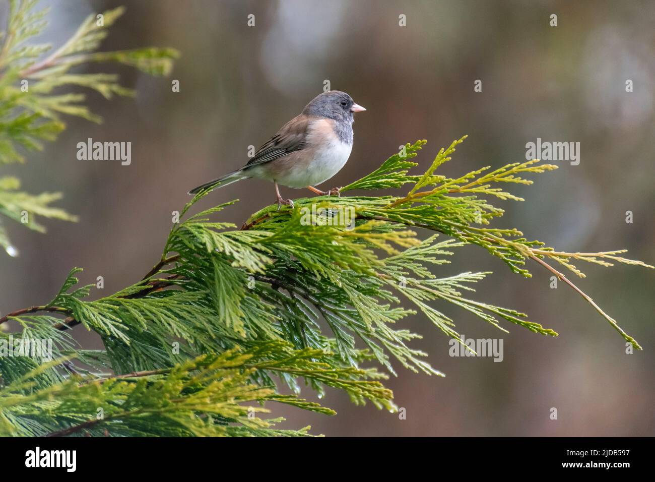 Dunkeläugige Junco (Junco hyemalis) auf einem Zedernzweig im Westen Washingtons; Olympia, Washington, Vereinigte Staaten von Amerika Stockfoto