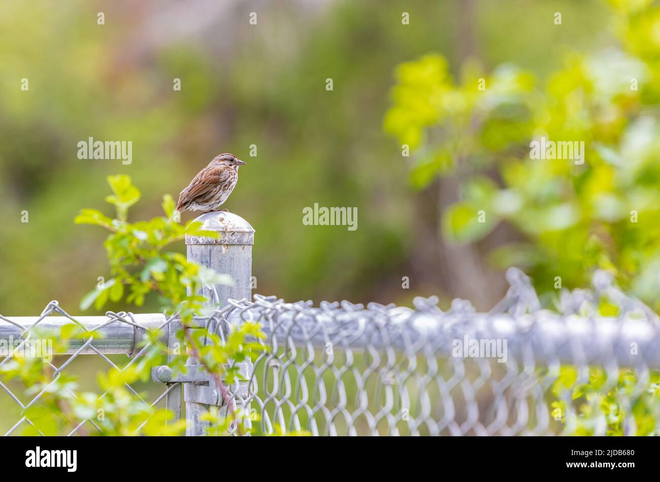 Ein Singsparrow sitzt auf einem Parkzaun. Singgesang-Sperling im Park Canada Stockfoto