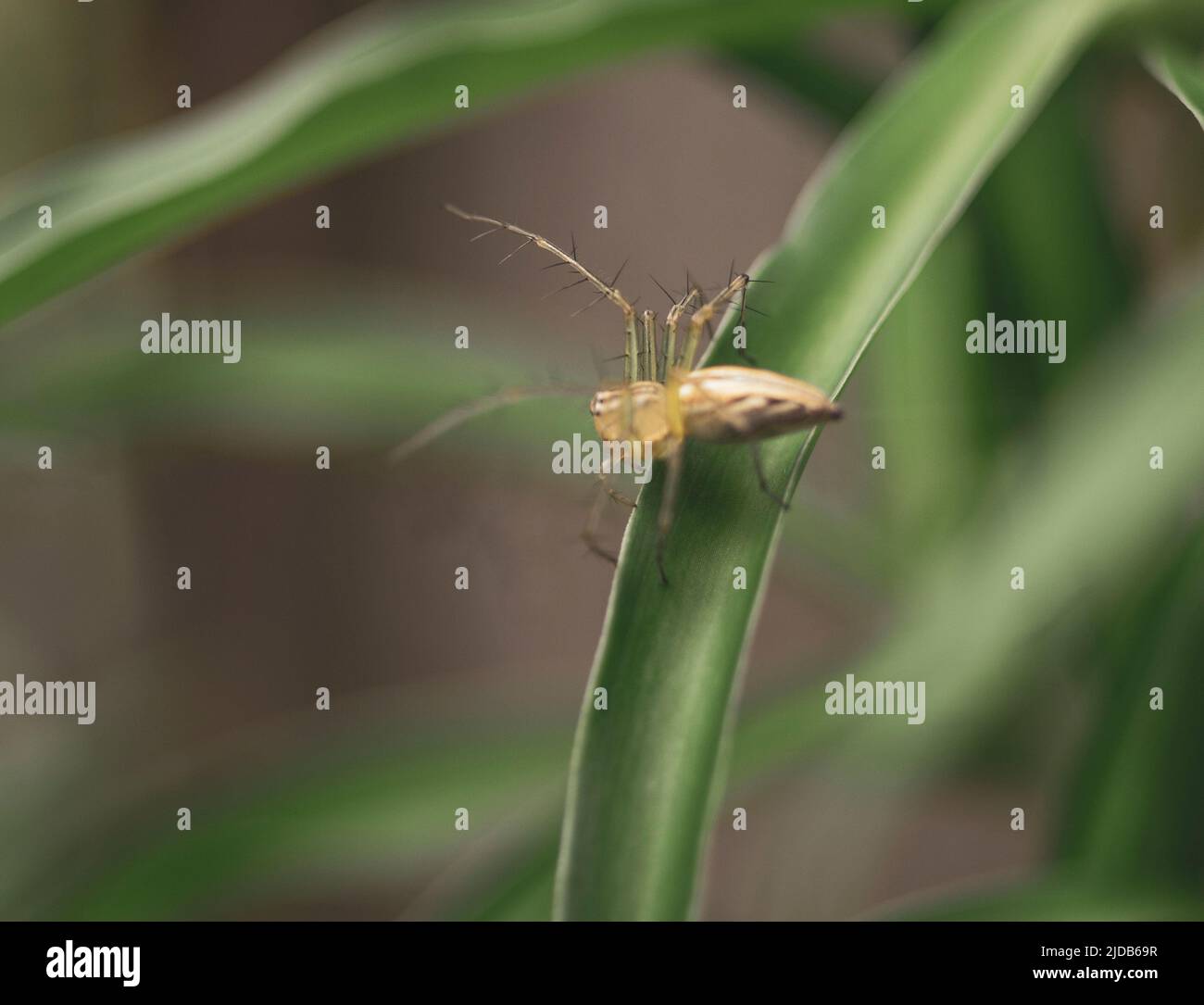 Spinnen mit vielen Beinen auf Blumen Stockfoto