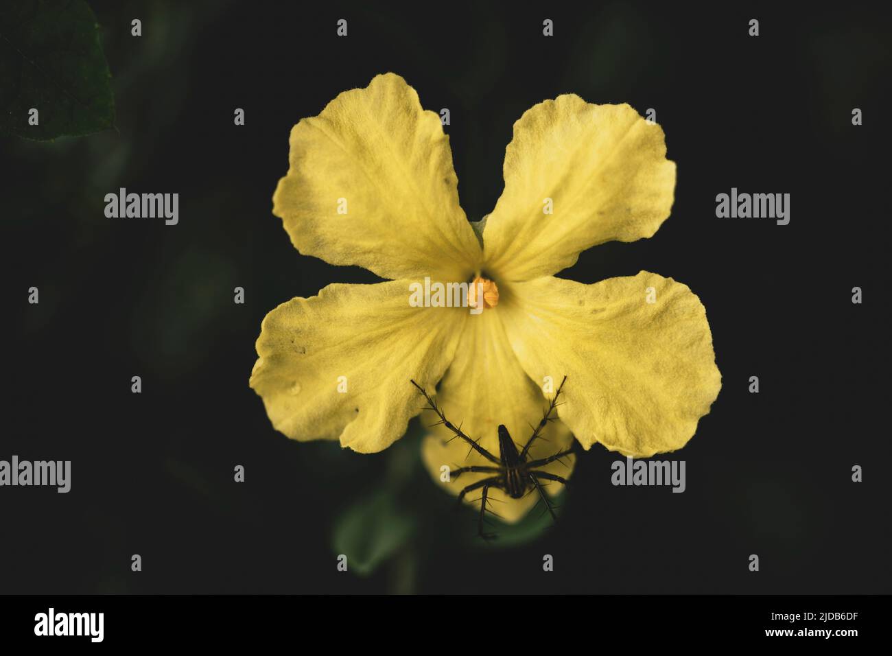 Spinnen auf Blumen Stockfoto