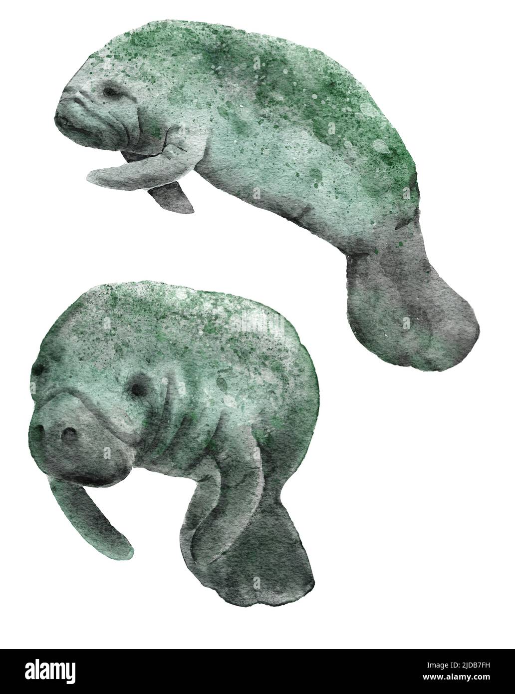 Aquarell handgezeichnete Illustration von florida Seekühe Meerestier. Meeresozea Unterwasser Säugetier, bedrohte Arten in der Natur, Wasser Tierwelt, Ökologie Umwelt Flussschutz Stockfoto