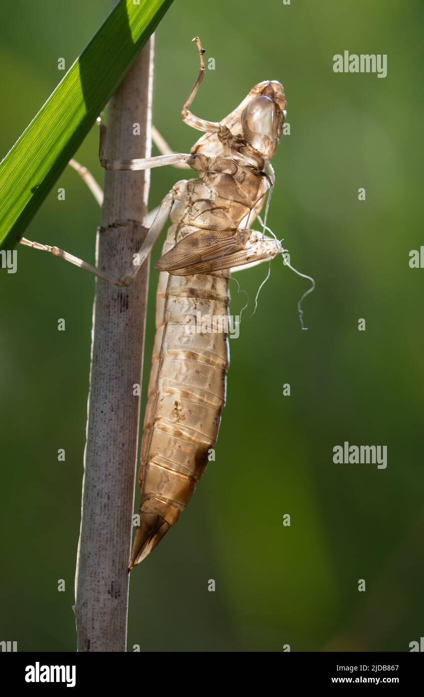 Nahaufnahme einer verlassenen Schale einer Libellenlarve. Die trockene Schale hängt vom Stiel. Der Hintergrund ist hell. Das Licht leuchtet durch das Gehäuse. Stockfoto