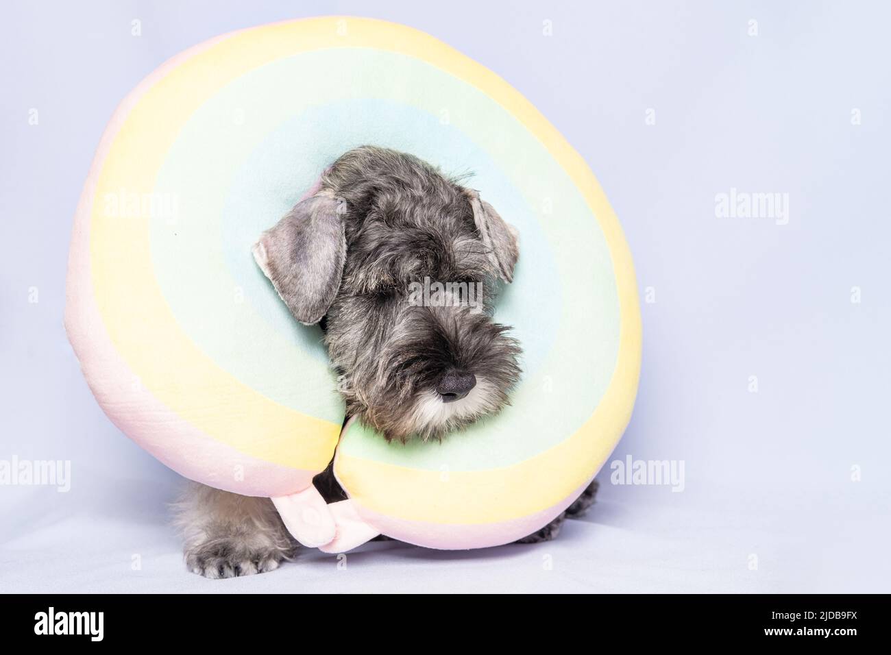 Miniatur-Schnauzer in einem Regenbogen-Reisekissen auf hellem Hintergrund, Platz kopieren. Der Hund bereitet sich auf die Reise vor. Urlaub mit Tieren. Reisen Stockfoto