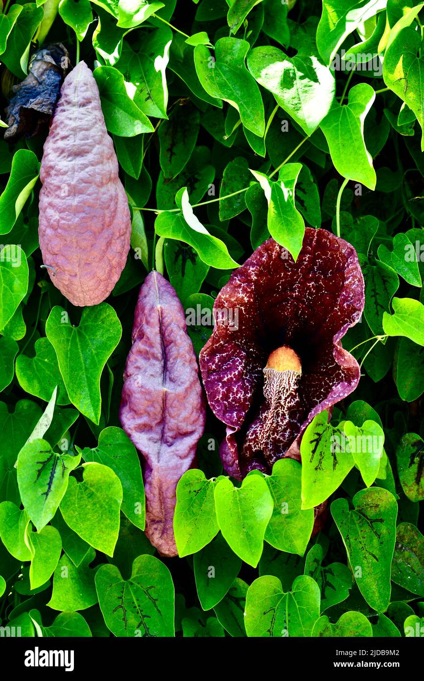Seltene srotum-ähnliche Blüten mit phallusartigem Stempel Stockfoto