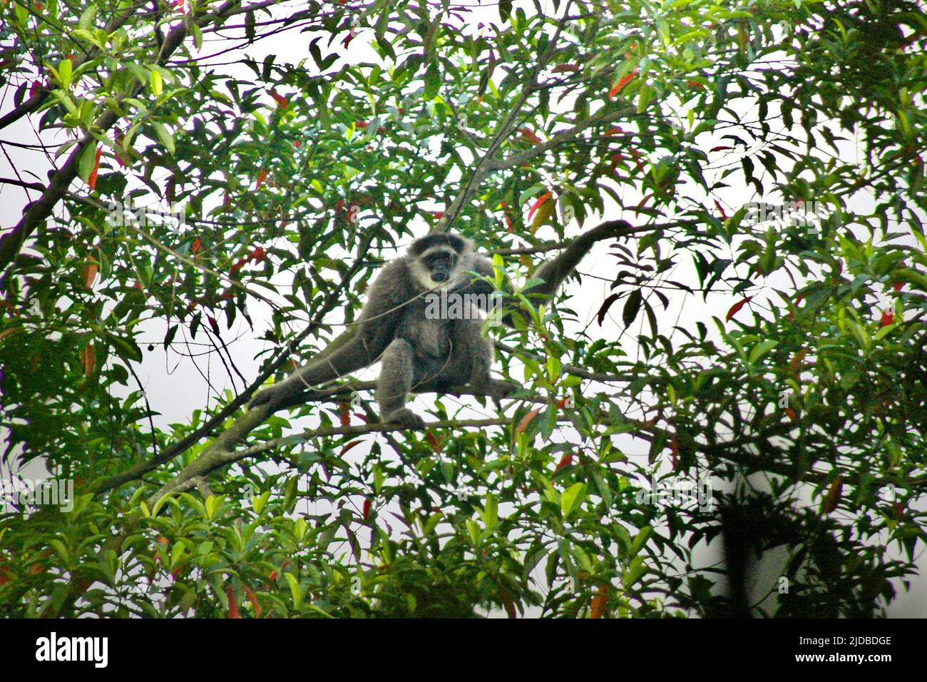 Ein wilder javan Gibbon (Hylobates moloch) in Bodogol, einer Forschungsstation im Mount Gede Pangango Nationalpark, der sich in Cicurug, Sukabumi, West Java, Indonesien befindet. Stockfoto