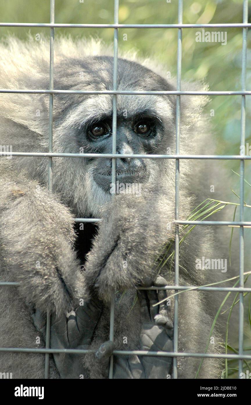 Ein javan Gibbon (Hylobates moloch, silvery gibbon) im Javan Gibbon Center (JGC), einem Gibbon Rehabilitationszentrum in Cicurug, Sukabumi, West Java, Indonesien. Stockfoto