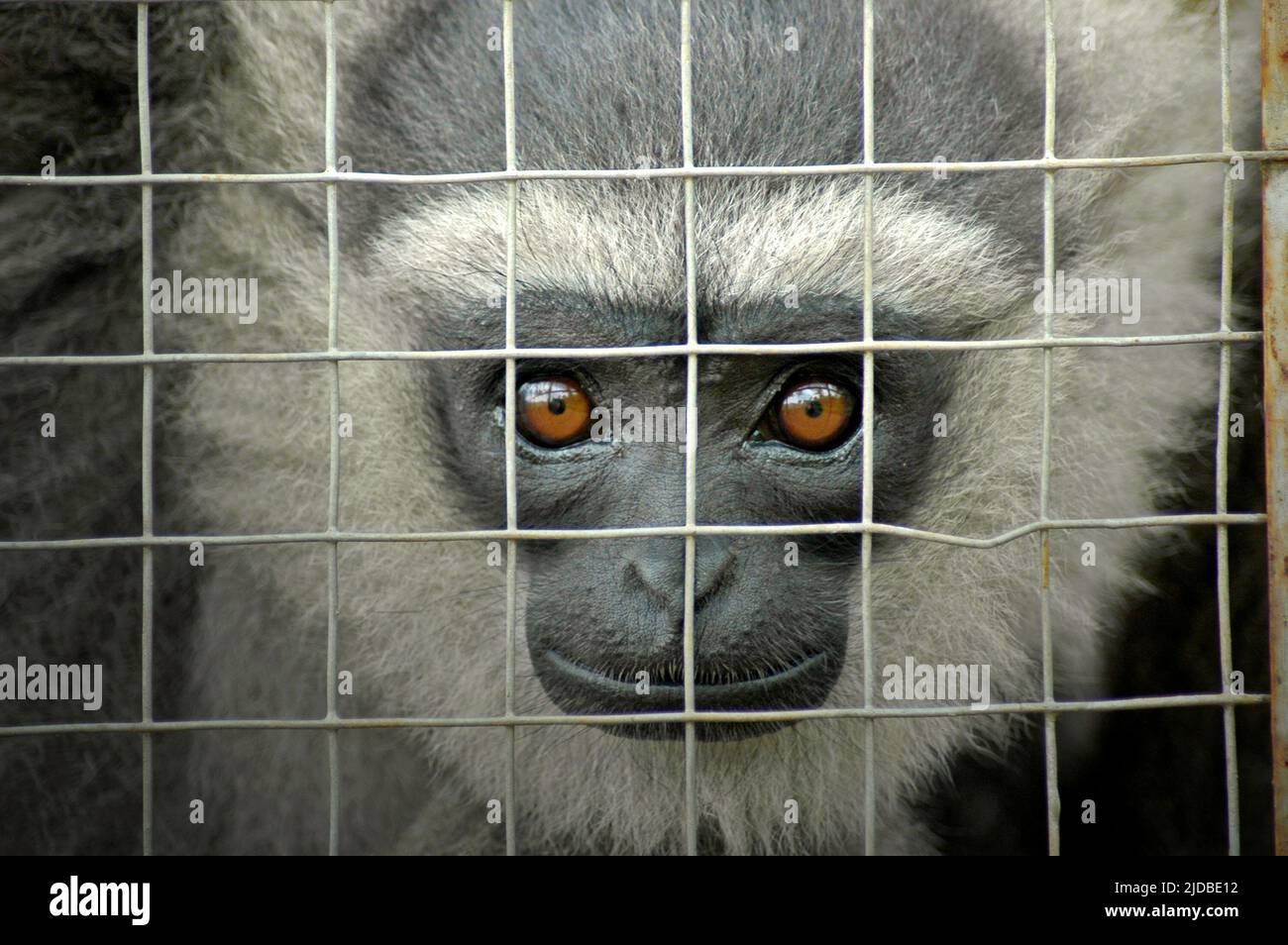 Ein javan Gibbon (Hylobates moloch, silvery gibbon) im Javan Gibbon Center (JGC), einem Gibbon Rehabilitationszentrum in Cicurug, Sukabumi, West Java, Indonesien. Stockfoto