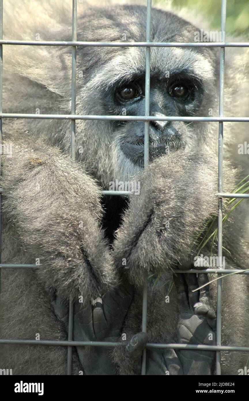 Ein javan Gibbon (Hylobates moloch, silvery gibbon) im Javan Gibbon Center (JGC), einem Gibbon Rehabilitationszentrum in Cicurug, Sukabumi, West Java, Indonesien. Stockfoto
