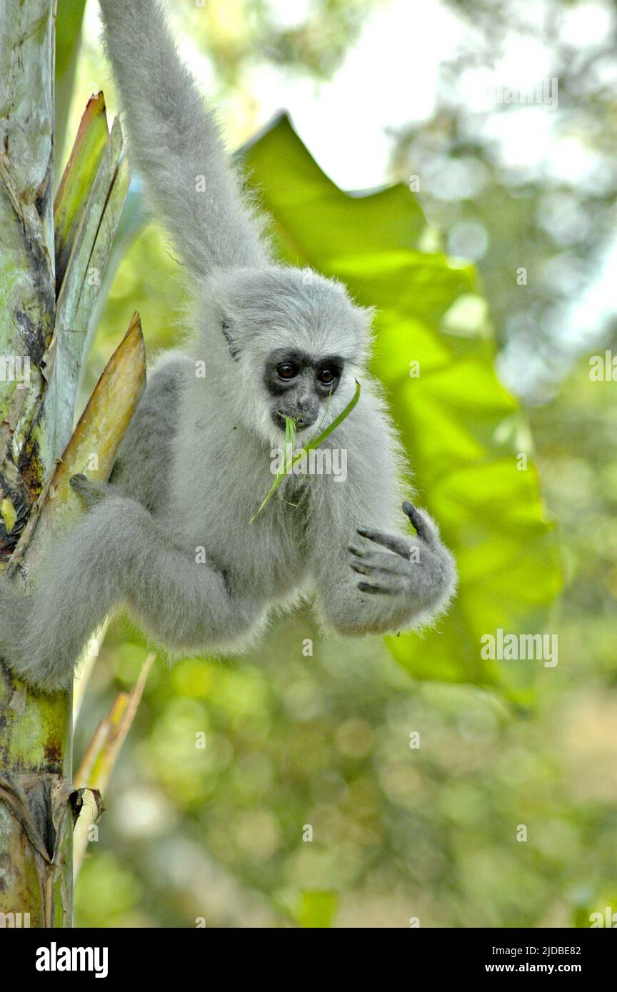 Ein juveniler Javan Gibbon (Hylobates moloch, silvery Gibbon), der im Javan Gibbon Center (JGC), einem Gibbon-Rehabilitationszentrum in Cicurug, Sukabumi, West Java, Indonesien, einen Bananenbaum klettert. Stockfoto