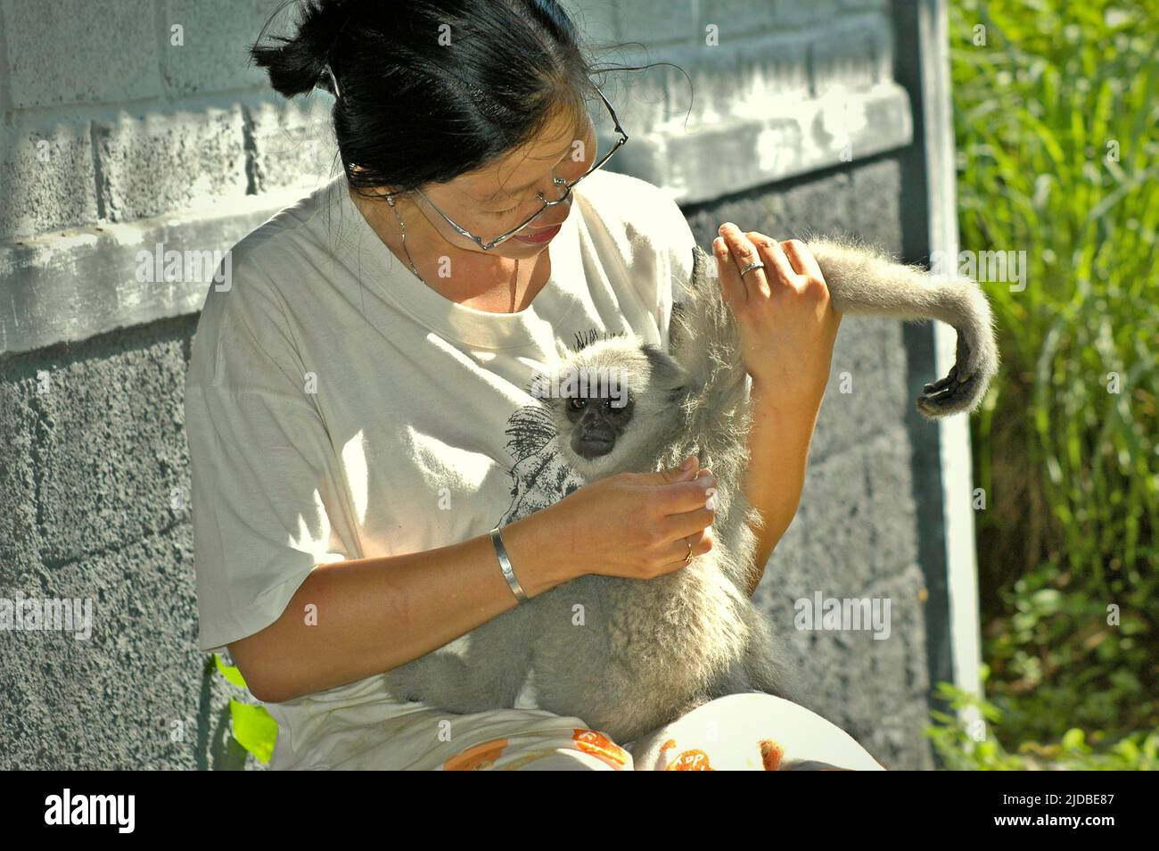 Ein juveniler Javan Gibbon (Hylobates moloch, silvery Gibbon) erhält eine körperliche Kontrolle im Javan Gibbon Center (JGC), einem Gibbon-Rehabilitationszentrum in Cicurug, Sukabumi, West Java, Indonesien. Stockfoto