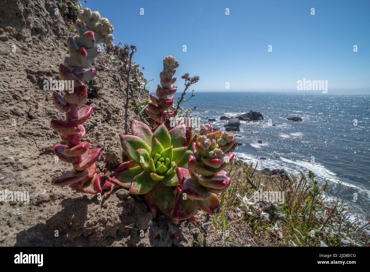Meeressalat, Sandsalat oder Küste Dudleya (Dudleya caespitosa) eine Sukulente an der Küste aus Nordkalifornien, USA. Stockfoto