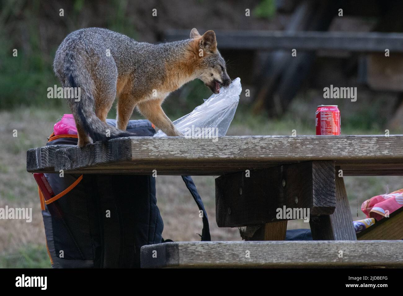 Ein grauer Fuchs (Urocyon cinereoargenteus), der in einem Picknickbereich Nahrung raubt, ein Beispiel für eine Menschenwelt-Zusammenstoßung in Point Reyes National Seashore, CA, USA. Stockfoto