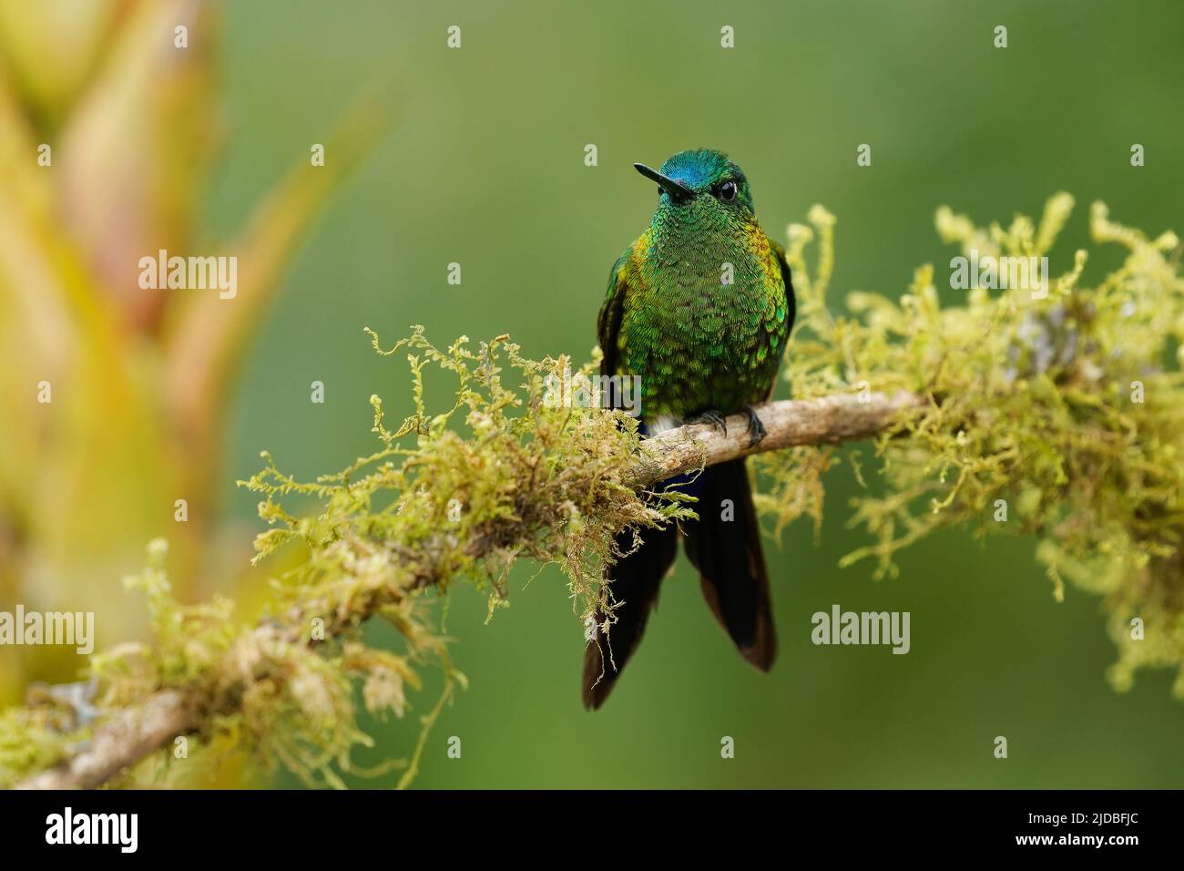 Saphir-belüfteter Kugelfisch - Eriocnemis luciani Kolibri in den Brillanten, ¨Stamm Helianthini in der Unterfamilie Lesbiinae, Vogel in Kolumbien, Ecuado gefunden Stockfoto