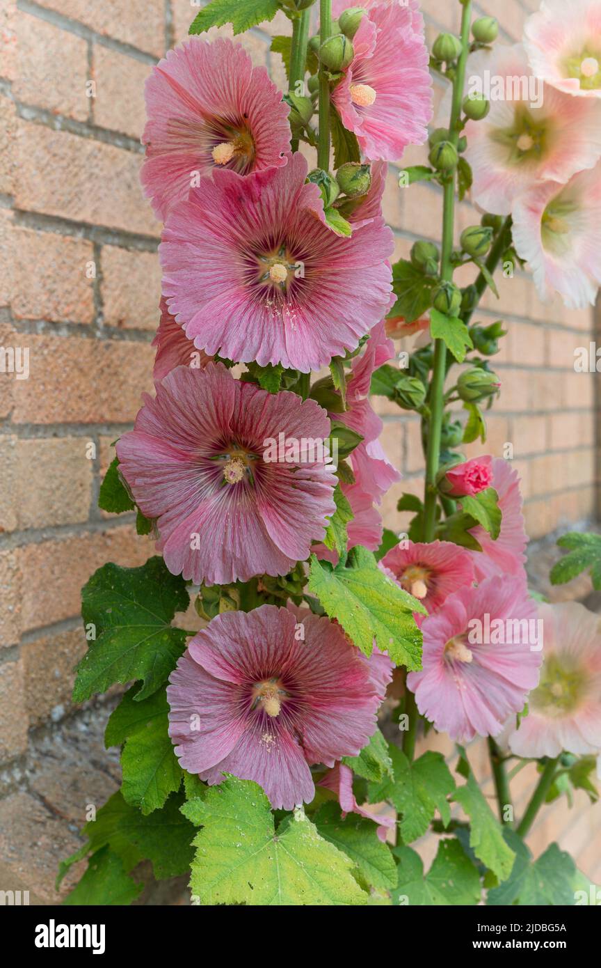 Eine Sammlung von Hollyhock-Blumen (Alcea), die an der Wand eines Gebäudes am Straßenrand in Gooderstone, West Norfolk, Großbritannien, wachsen Stockfoto