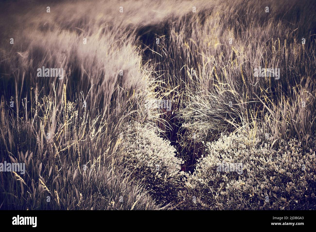 Wind bewegt sich durch das lange Gras Stockfoto