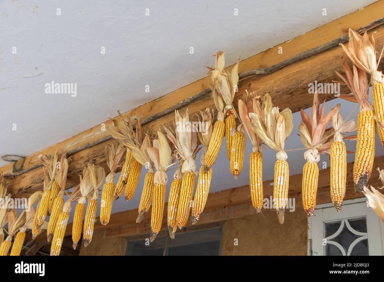 Niedriger Winkel von hängenden getrockneten Maiskolben Stockfoto