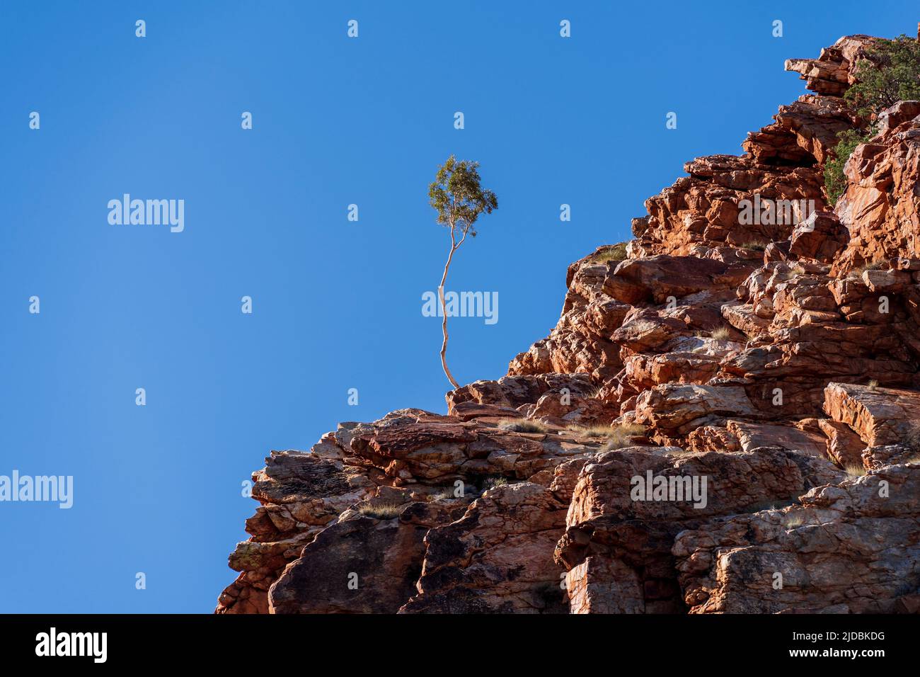 Eineinziger Baum auf der Klippe Stockfoto