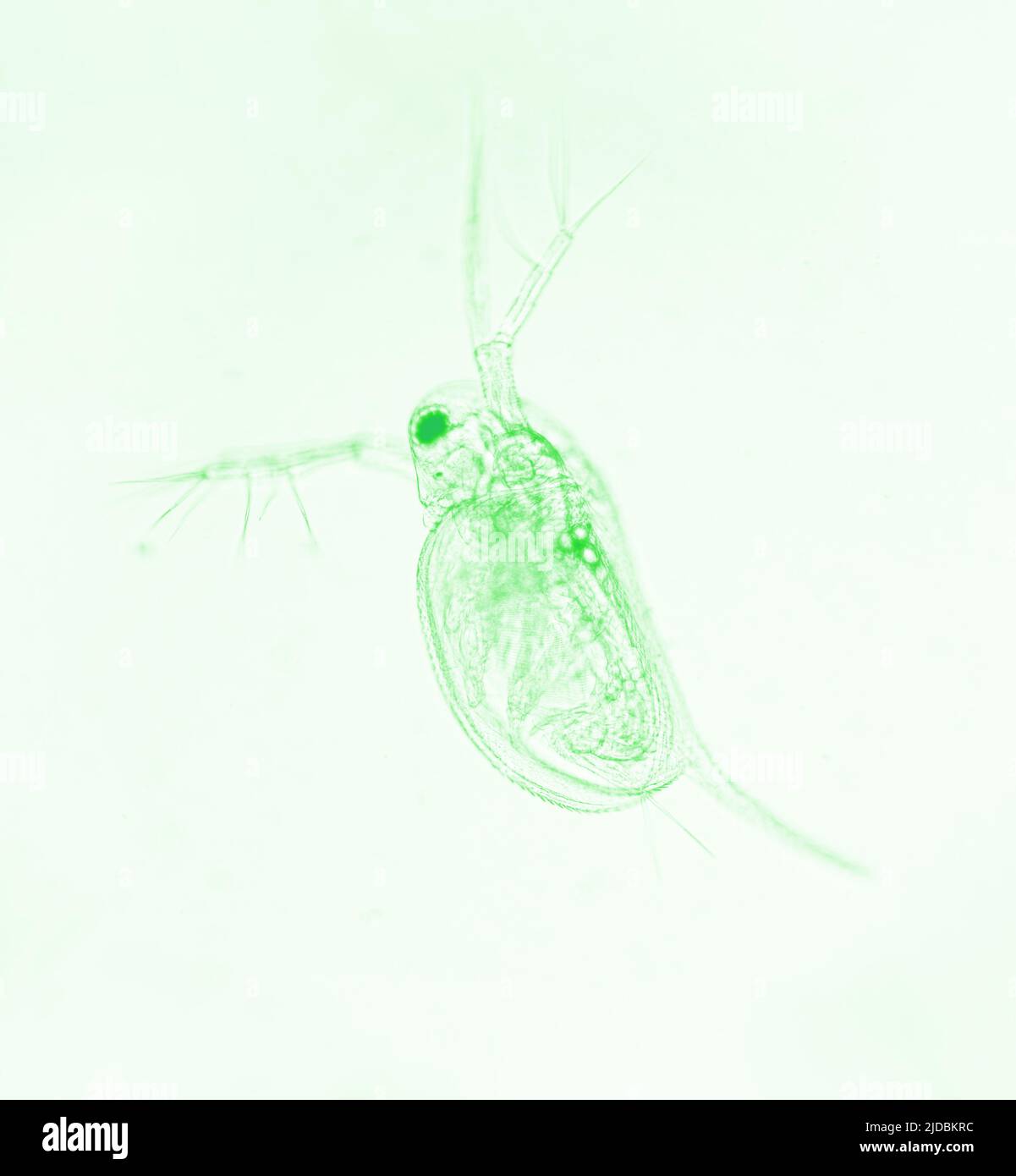 Zooplankton-Wasser Flea Daphnia, mikroskopisches Bild von Krustengewässern, grüner Effekt Stockfoto