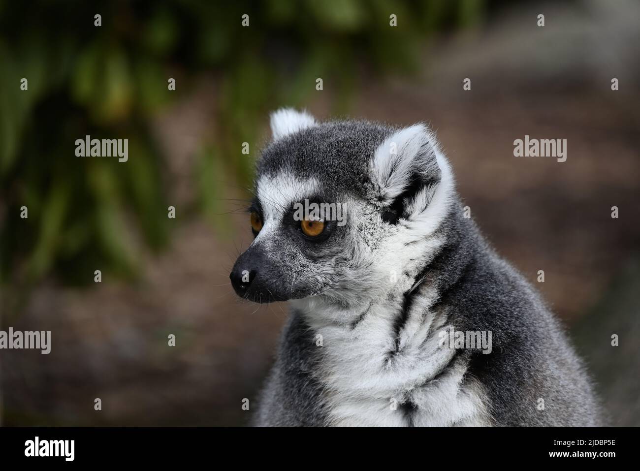 Links vom Kopf eines entspannten, ringschwanzigen Lemurenkopfes, während der Lemur mit weit geöffneten Augen nach rechts schaut, mit verschwommener Vegetation im Hintergrund Stockfoto