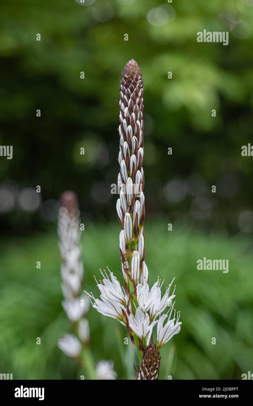 Weiße Asphaltknospen und Blüten, Asphodelus albus Mill. Krautige mehrjährige Pflanze in der Familie Asphodelaceae. Stockfoto