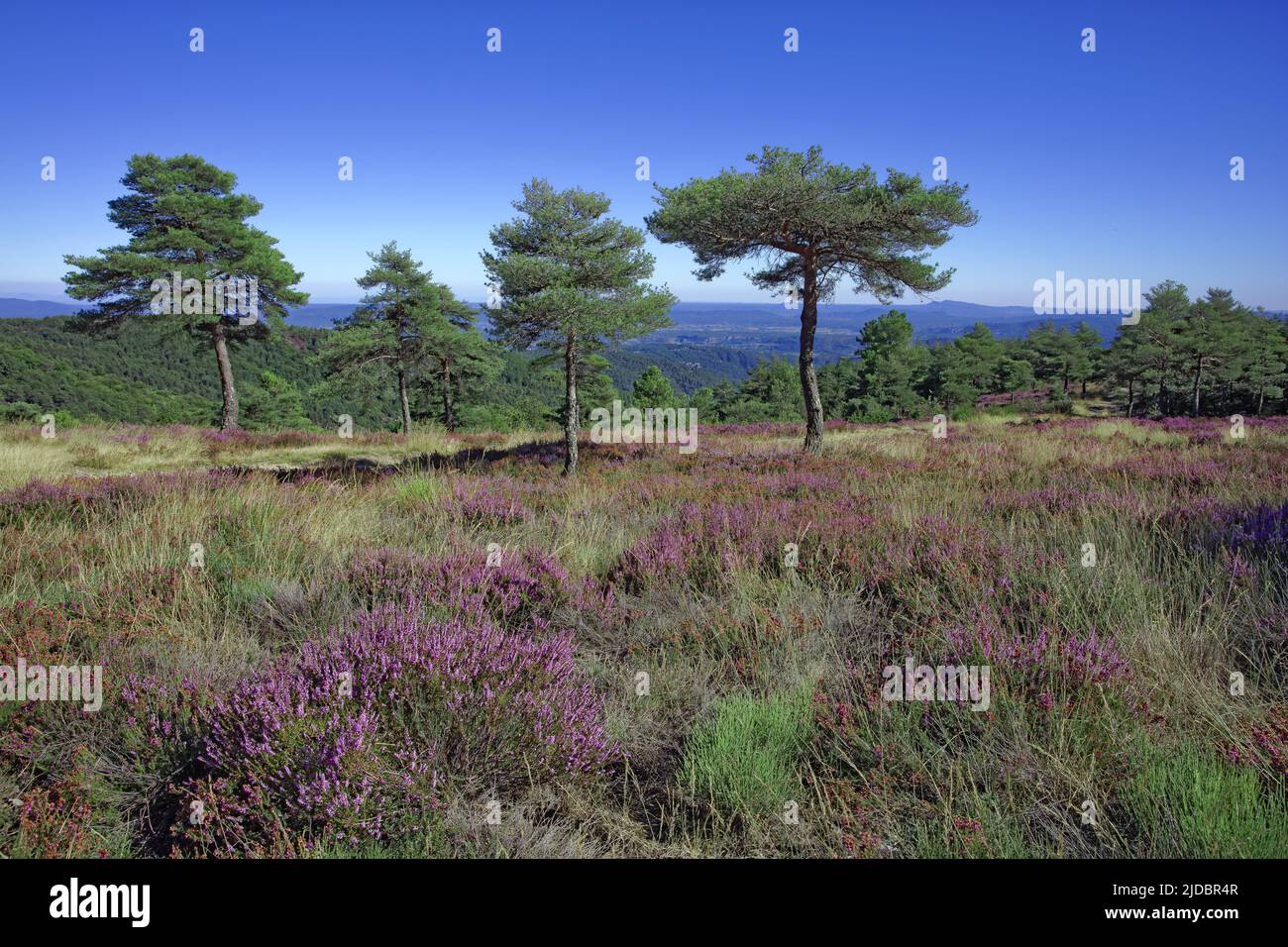 Frankreich, Ardèche blühende Heide und Kiefernwald im Hochland von Vivarais Cévenol Stockfoto