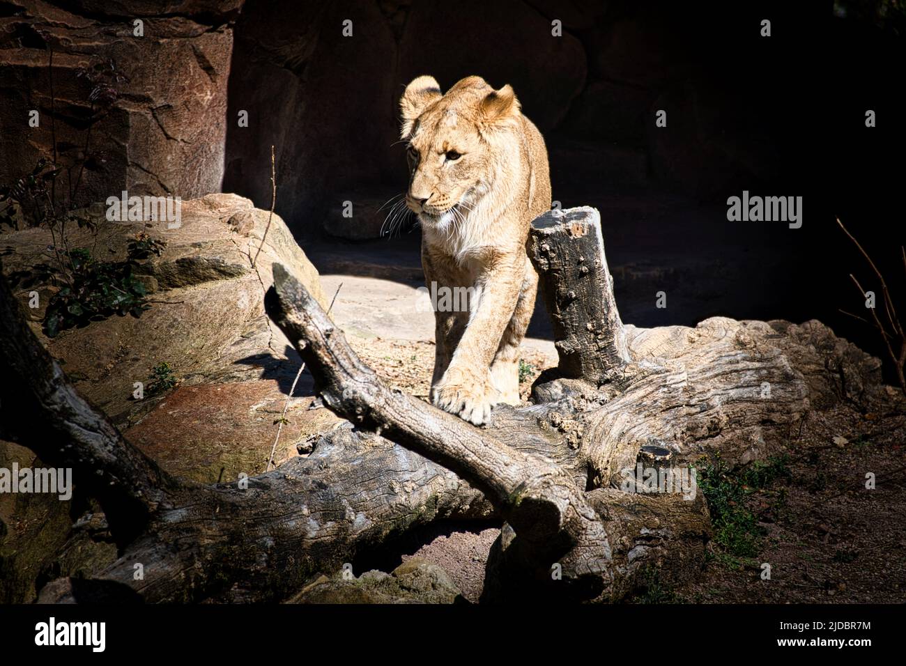 Junge Löwin, die über Steine geht und den Betrachter anschaut. Tierfoto eines Raubtieres. Afrikanische Säugetiere. König der Tiere Stockfoto