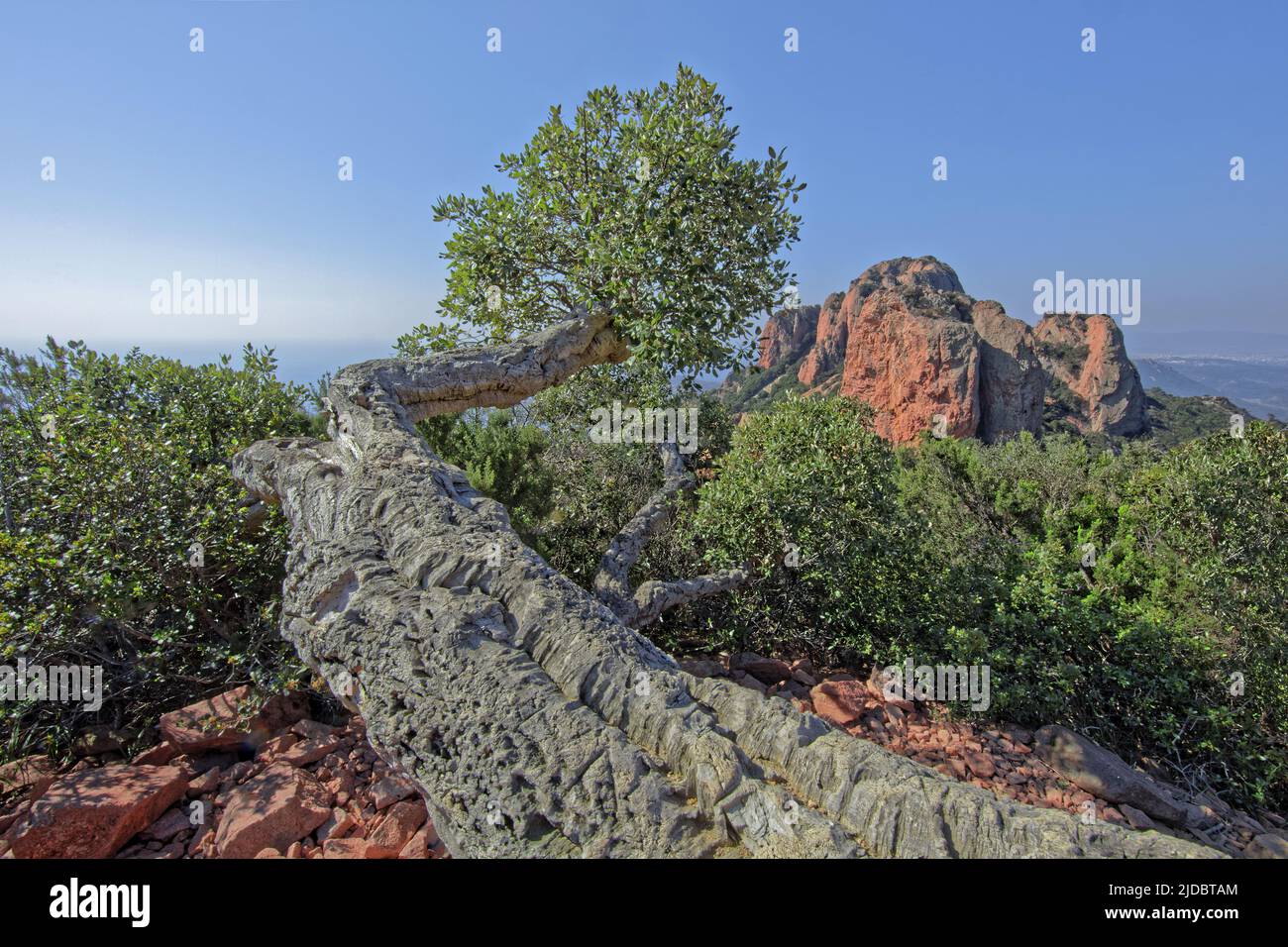 Frankreich, Var Saint Raphaël, Agay, le Massiv de l'Esterel, Korkeiche liegend Stockfoto