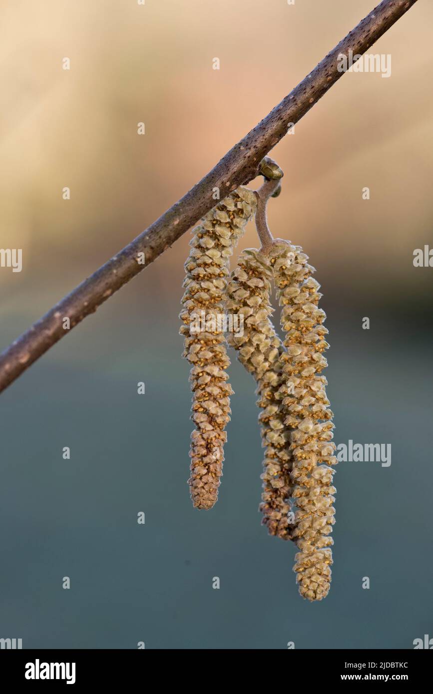 Männliche Hasel (Corylus avellana) Kätzchen auf einem blattlosen Ast eines kleinen Baumes oder Strauches im Spätherbst, im Februar, in der Grafschaft Bukshire Stockfoto