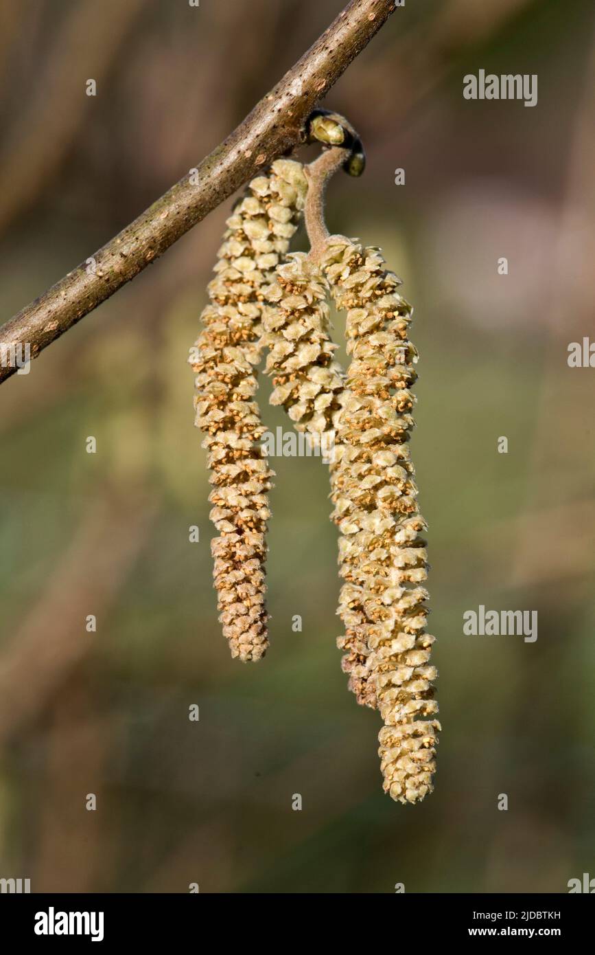 Männliche Hasel (Corylus avellana) Kätzchen auf einem blattlosen Ast eines kleinen Baumes oder Strauches im Spätherbst, im Februar, in der Grafschaft Bukshire Stockfoto